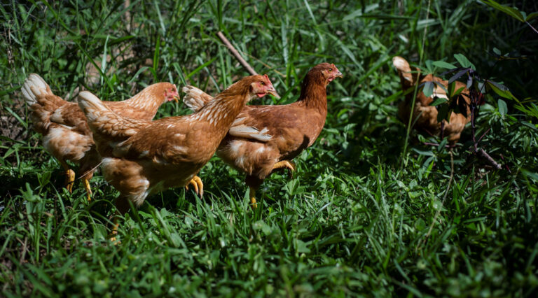 Balanço do primeiro ano após a aquisição da Fazenda da Toca