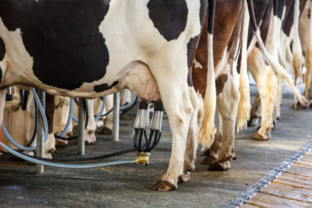 Uso de lipídeos em dietas de vacas leiteiras será tema de debate no CLANA 2024