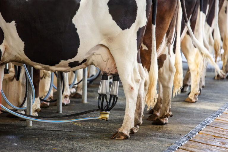Elanco apresenta proposta para transformar a produção de leite 