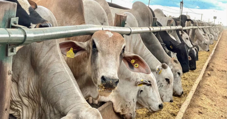 Phibro e Novonesis transformam alimentação de gado