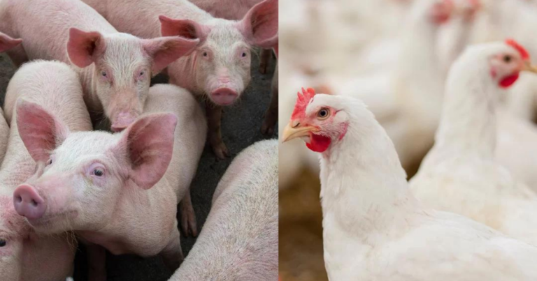 Evonik contribui para 5º Simpósio das Tabelas Brasileiras para Aves e Suínos