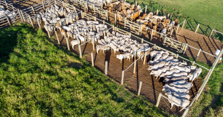 Primeiro trimestre registra volume histórico no abate de bovinos