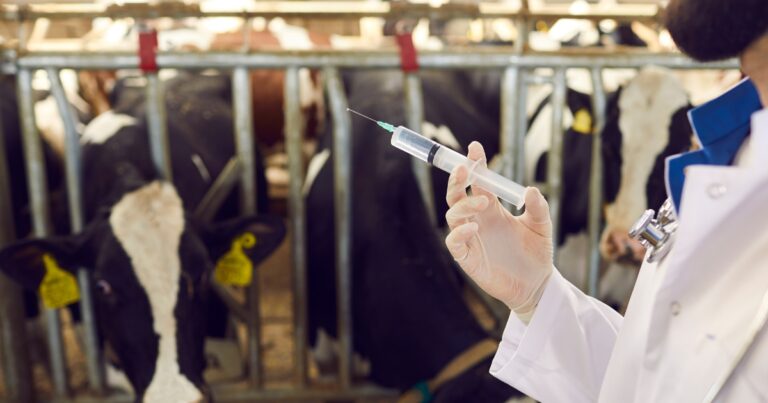 A importância da medicina preventiva para a saúde animal