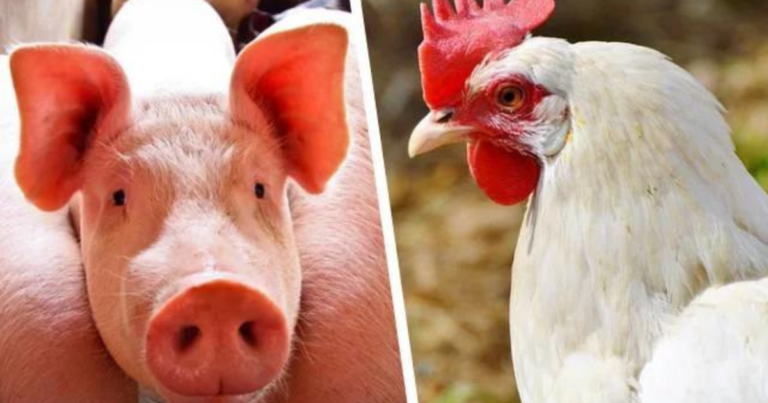 Frangos e suínos apresentam redução nos custos de produção