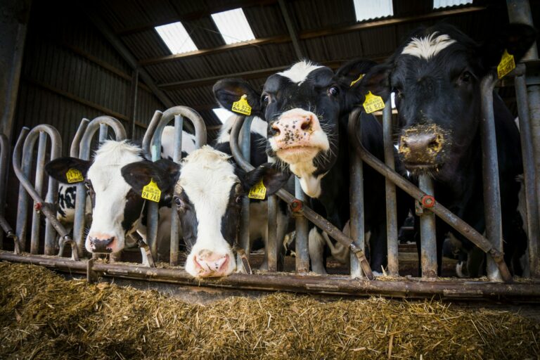 cows in a farm. Dairy cows .