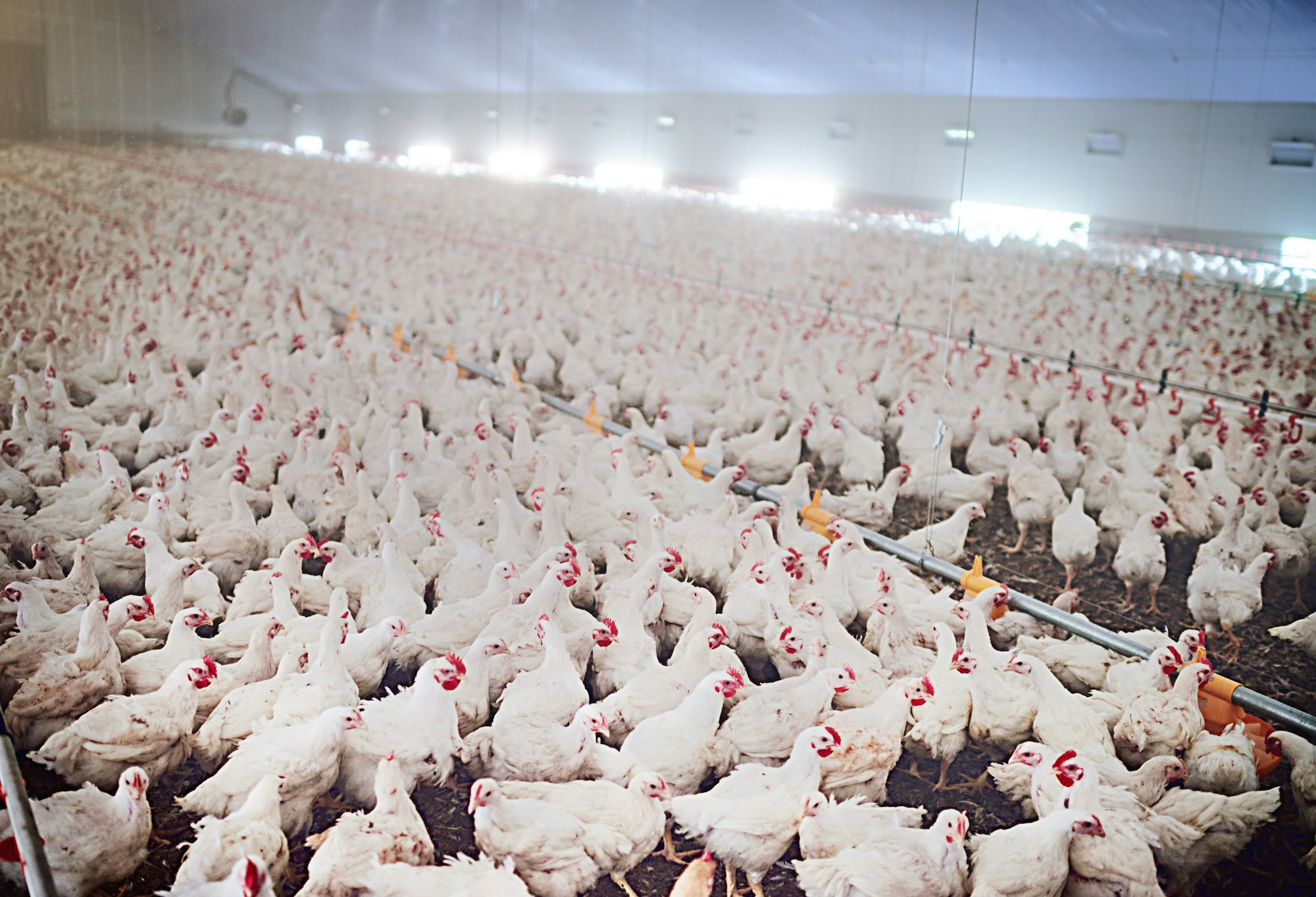 Poultry unlimited. Shot of chickens on a poultry farm.