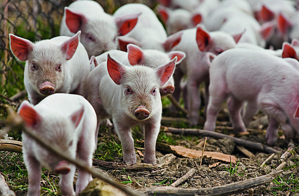Em agosto, o ICPSuíno avançou 1,82% em Santa Catarina, e o ICPFrango recuou 0,09% no Paraná, segundo a Embrapa.