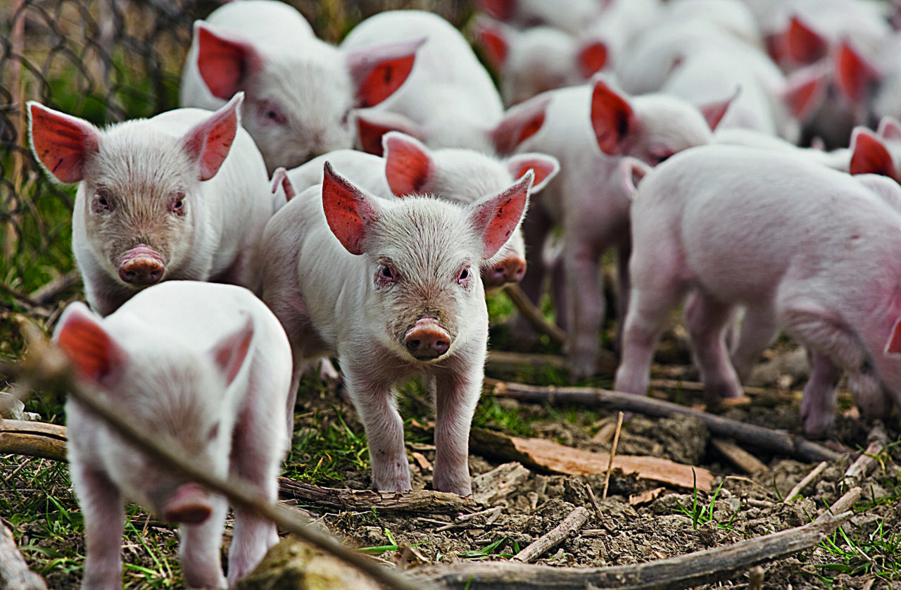 Em agosto, o ICPSuíno avançou 1,82% em Santa Catarina, e o ICPFrango recuou 0,09% no Paraná, segundo a Embrapa.