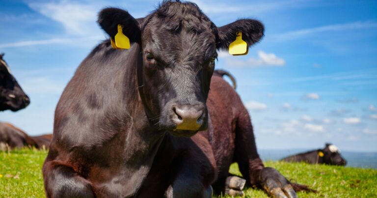Relatório mostra iniciativas da Minerva Foods em sustentabilidade 