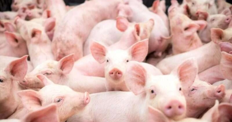 Produtividade suína aumenta com gestão eficaz de doenças apresentada pela Ceva