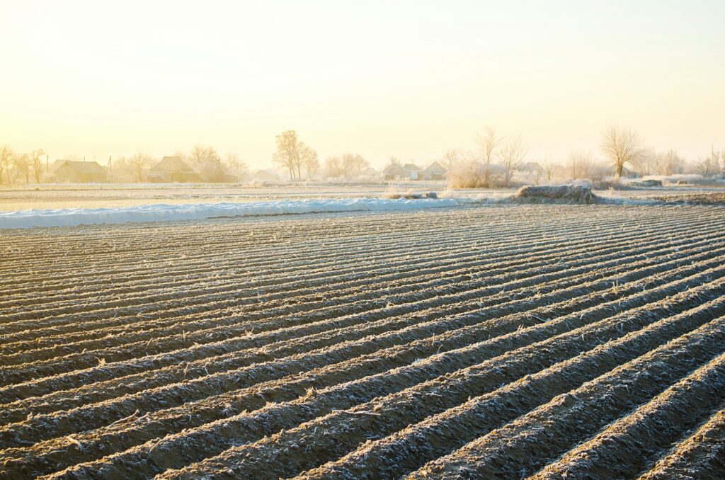 Agricultural rows at the winter