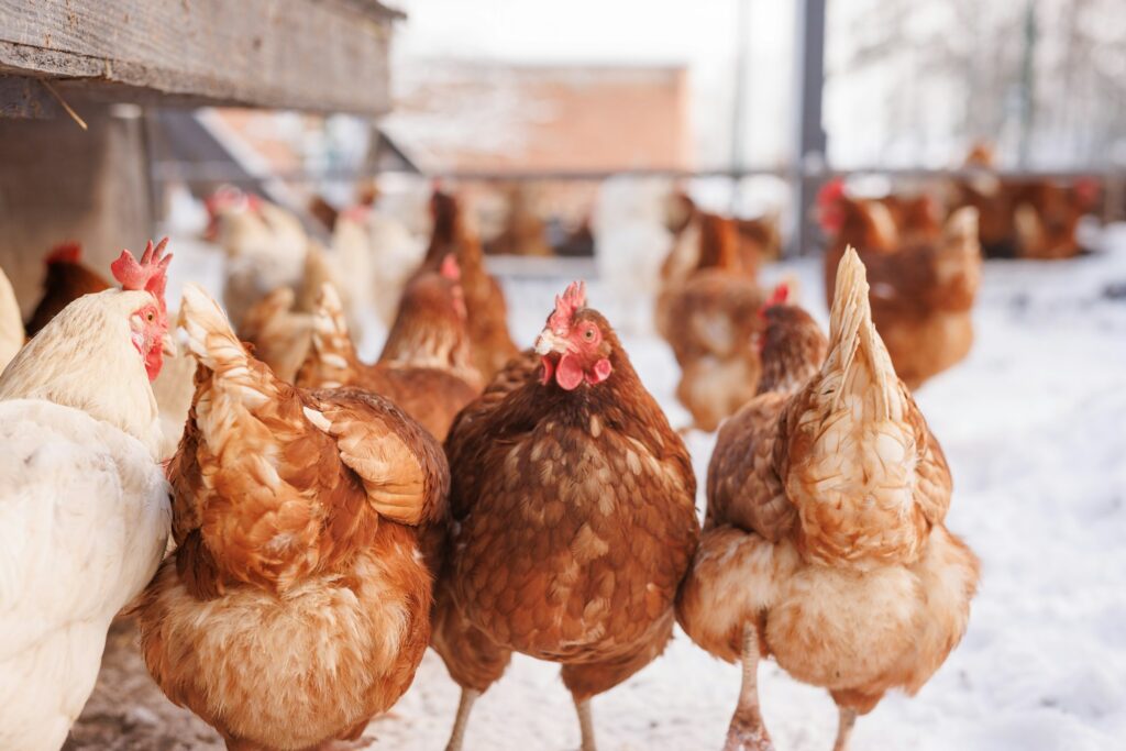 chicken walking on an eco-poultry farm in winter, free-range chicken farm