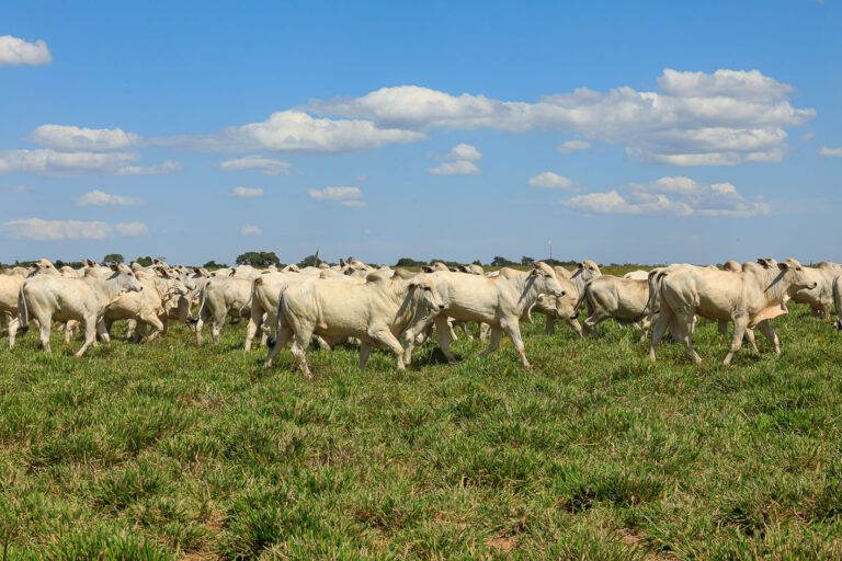 Fazenda Conforto recebe investimento de US$ 5 milhões em sustentabilidade
