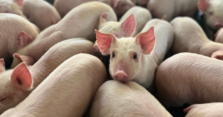 Hendrix Genetics conclui fusão entre Hypor e Danish Genetics