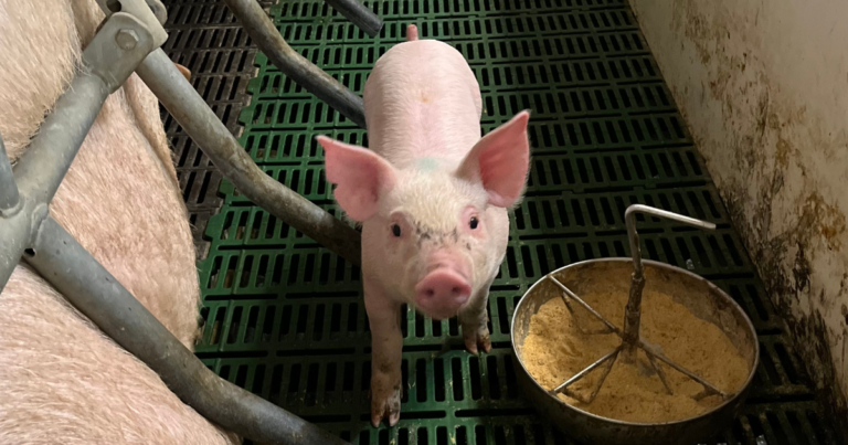 O impacto da redução de antibióticos para garantir produtos de qualidade e suínos saudáveis
