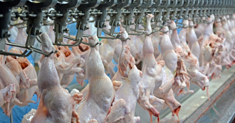 Mais quatro países retiram restrições às exportações de carne de aves brasileiras