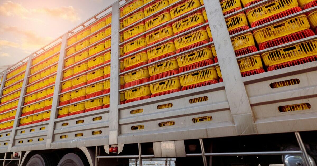 Chicken transport by truck from livestock farm to food factory. Poultry industry. Avian influenza