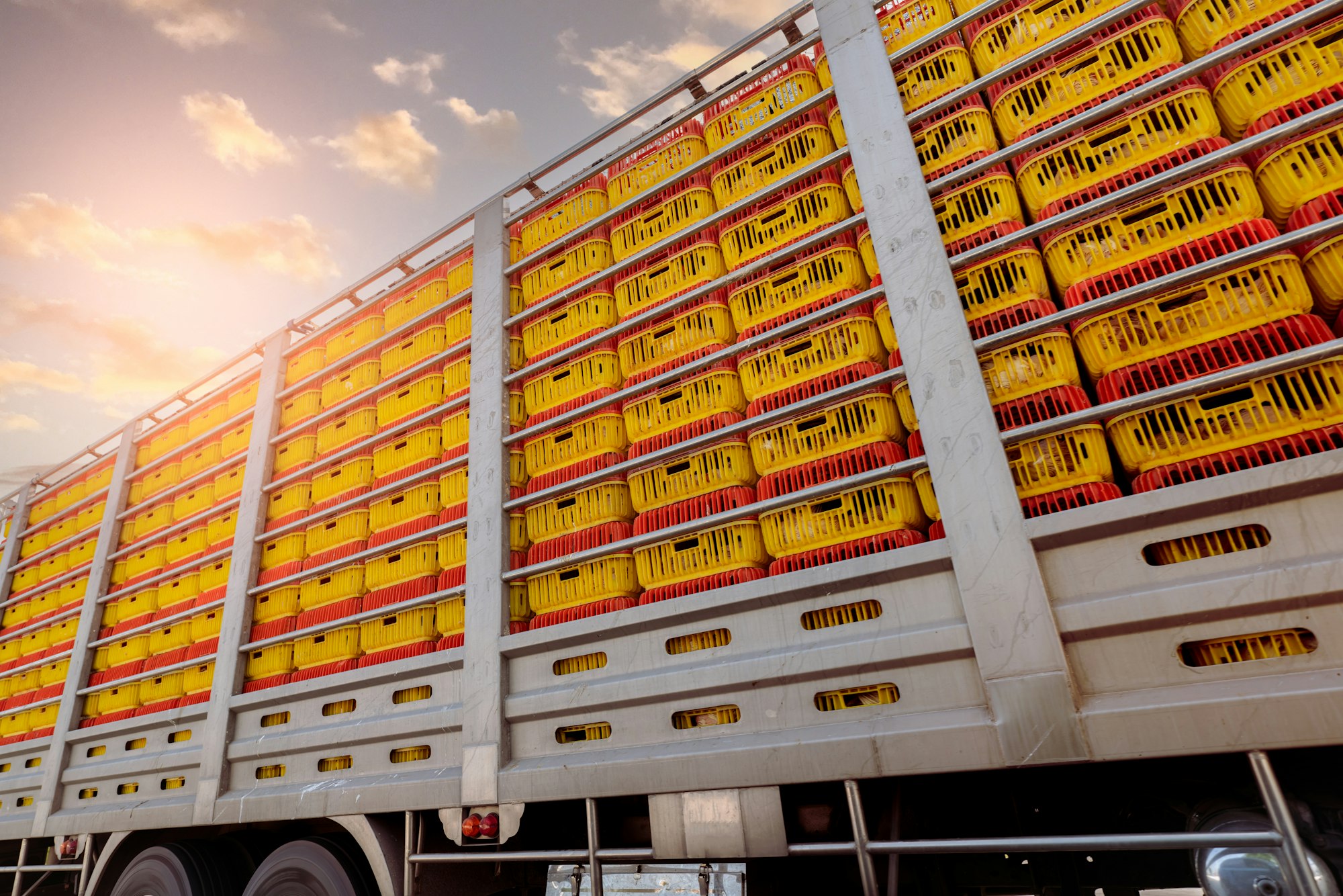 Chicken transport by truck from livestock farm to food factory. Poultry industry. Avian influenza