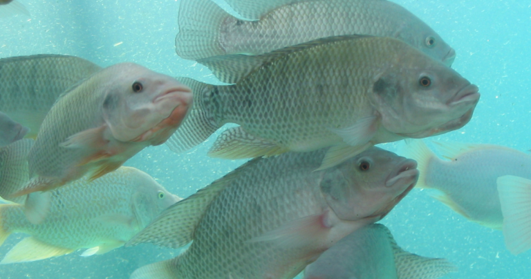 WOAH define prioridades globais de pesquisa para saúde na aquicultura