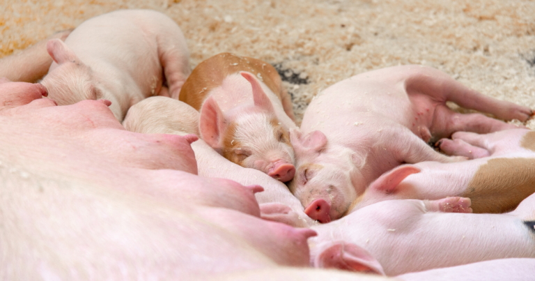 Topigs apresenta alimentação de precisão para matrizes suínas