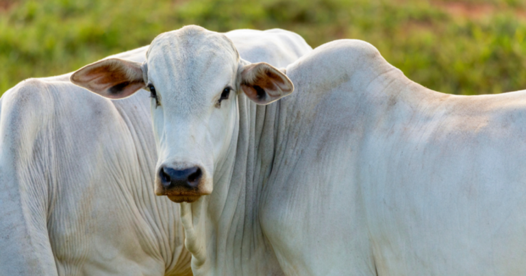 Práticas socioambientais transformam a proteína nacional em produto premium e fortalecem a presença global