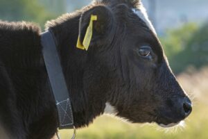 Young bull grazes on the lawn. Front view.