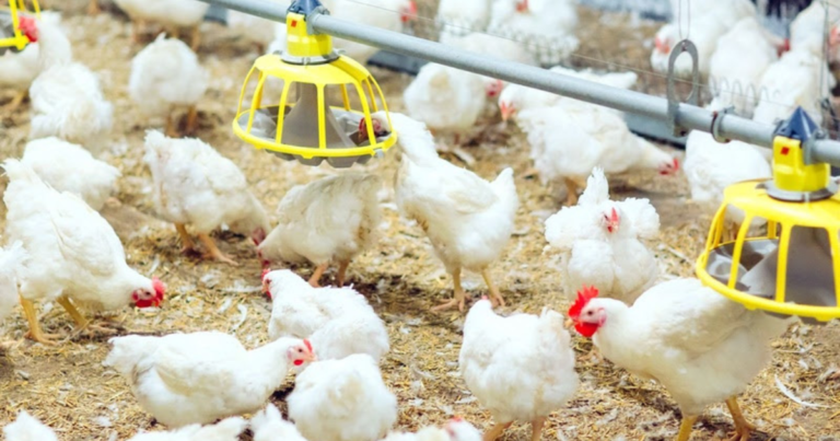 Kemin revoluciona a nutrição animal com tecnologia de absorção de nutrientes