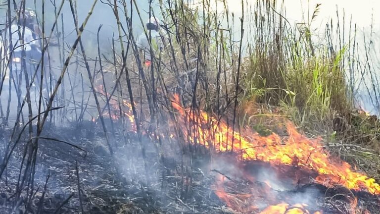 Paraná registra recorde alarmante de incêndios rurais