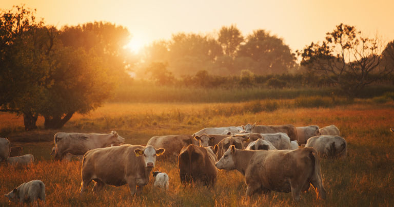Doença Respiratória Bovina desafia a pecuária global