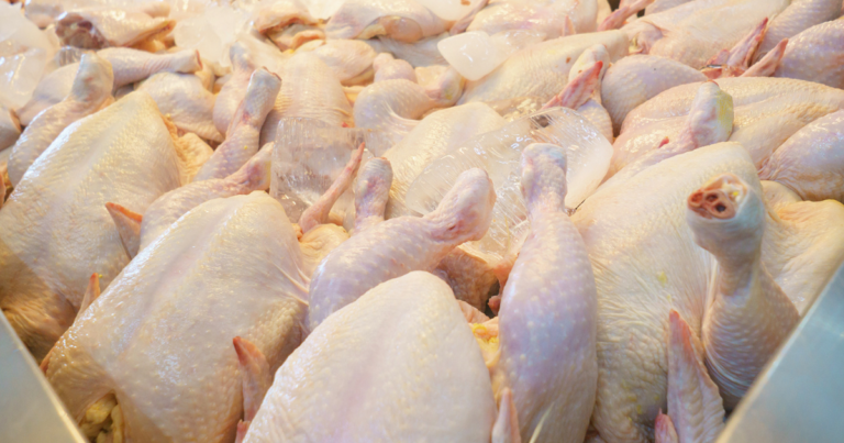 Exportação de carne de frango atinge 397,1 mil toneladas