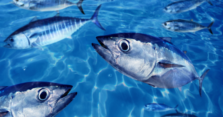 MPA divulga números atualizados da pesca de Atum