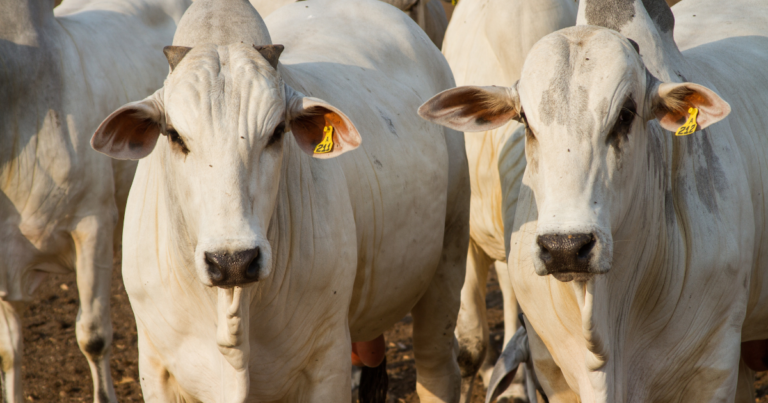 Parceria pública e privada avança no monitoramento das emissões no agro