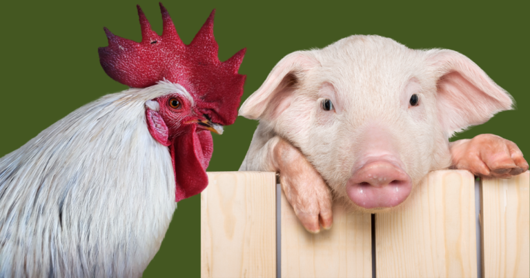 FAEP avalia custos de produção de aves e suínos no Paraná