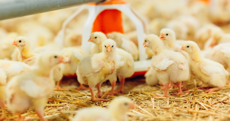 RS aguarda fim dos embargos da carne de frango