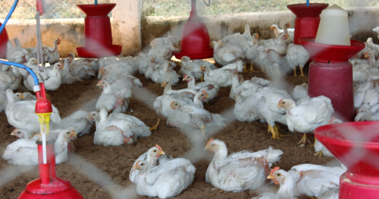 Evonik defende nutrição de aves mais precisa para melhor desempenho