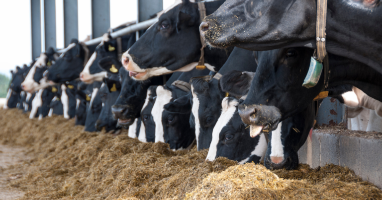 Nutrição de bovinos de leite será destaque no SBSBL