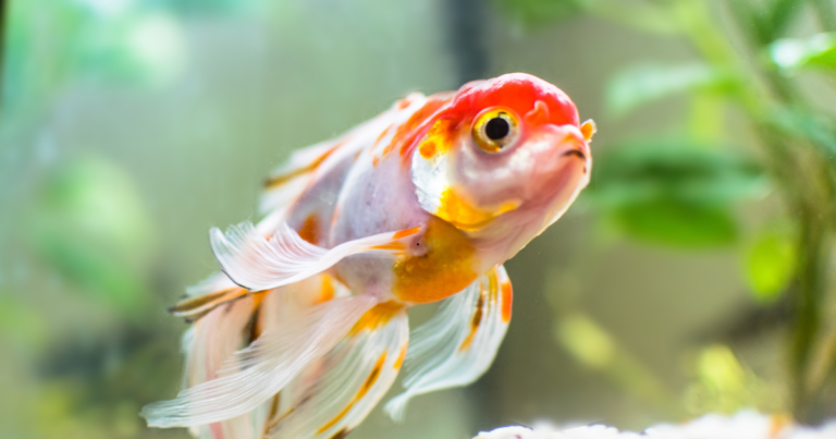 IFC Amazônia terá simpósio de aquariofilia