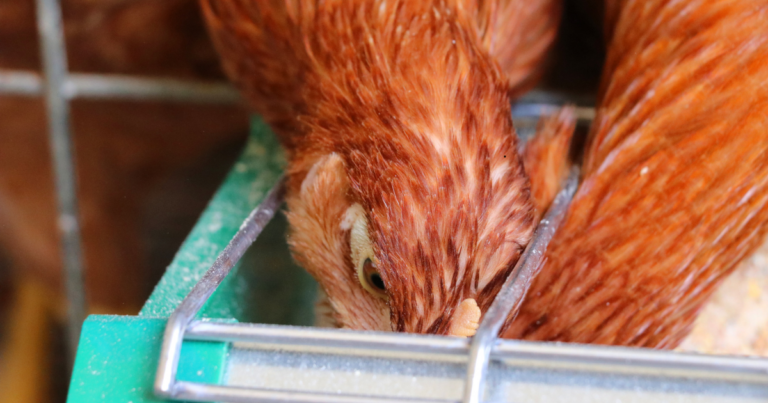 QualiFEED HD da Vaccinar ganha pontos da Mantiqueira Brasil