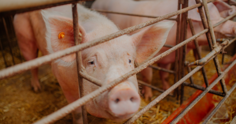 Suinocultura encerra 2024 em alta com margens históricas e boas projeções para 2025
