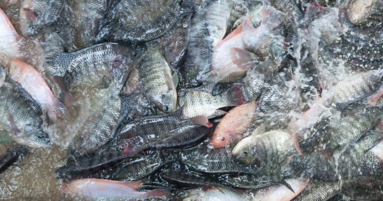 MCassab destaca Fider Pescados por economia circular