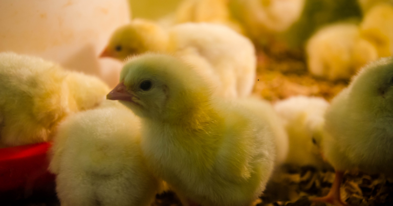 Conbrasfran aborda o futuro da avicultura com foco em inovação e mercado