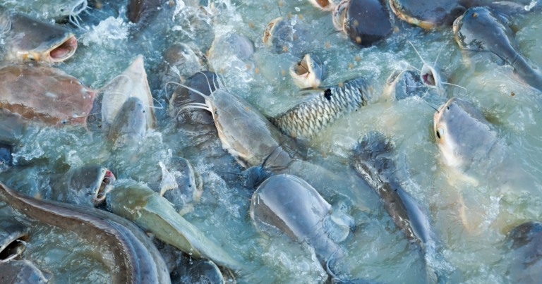 Biosseguridade assegura a saúde e o bem-estar dos peixes