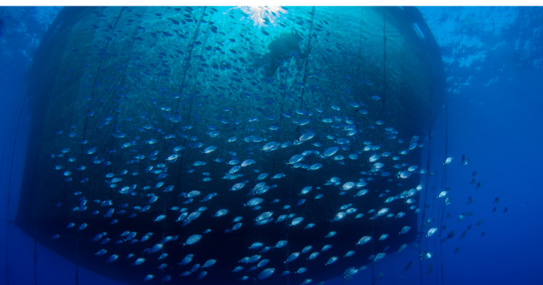 Nova Portaria estabelece cotas para a produção de pescados na Usina de Três Marias (MG)