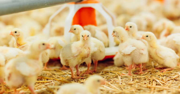 Vaccinar nomeia Cláudio Franco como gerente de Tecnologia, Serviços e Produtos da linha Aves