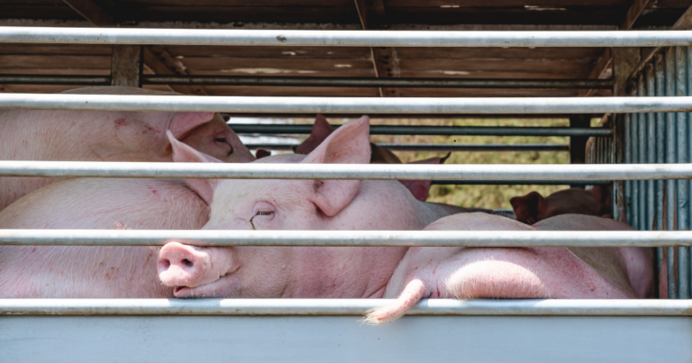 SC registra 68 mil toneladas de carne suína exportadas e atinge segundo maior volume do ano