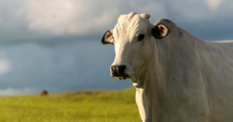 Procura por carne bovina sustenta os preços e reforça a competitividade do setor no MT