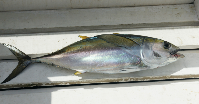 Brasil conquista aumento na cota de albacora-bandolim com ganhos para a pesca nacional