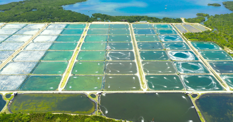 Com 8,5 mil quilômetros de litoral e vastos ecossistemas aquáticos, Pesca e Aquicultura brasileiras ganham destaque na COP 29