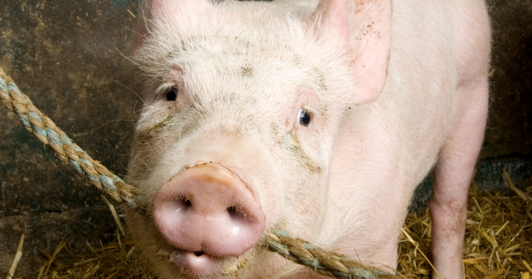 Colaboração Brasileira de Bem-estar Animal terá webinar pautado no contexto atual de ESG
