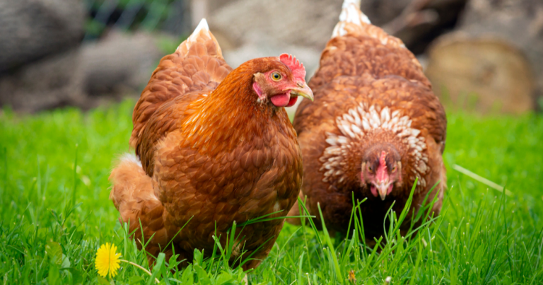 Sinergia Animal apresenta relatório sobre a transição global para ovos de galinhas livres de gaiola